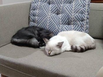 ピルスナーちゃん