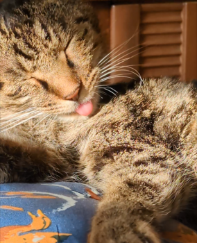 フクちゃんちゃん