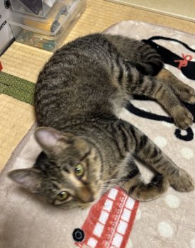 悠月（ゆづき）くん