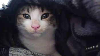 空ちゃんちゃん