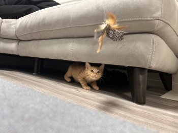 ちゃまめちゃん