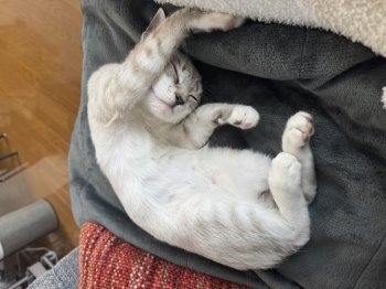 ルカちゃんちゃん