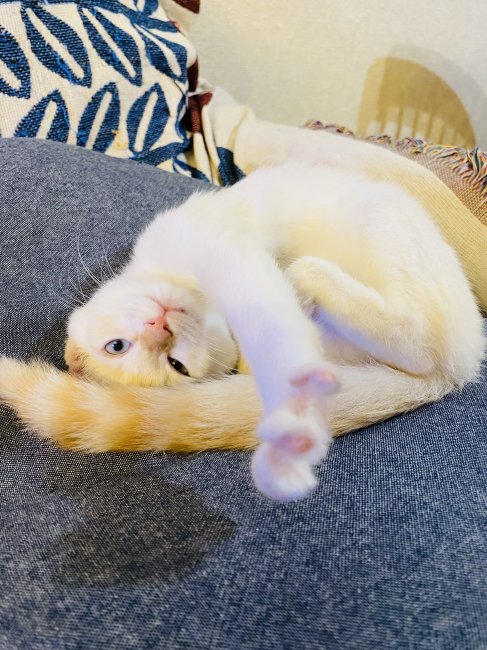 リンちゃん