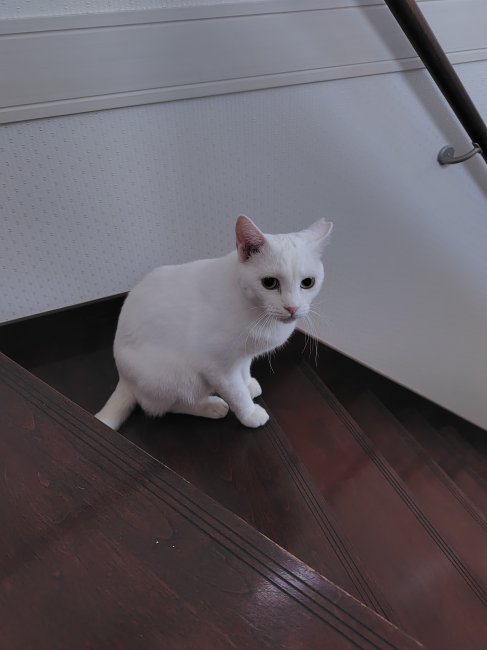 ひまり