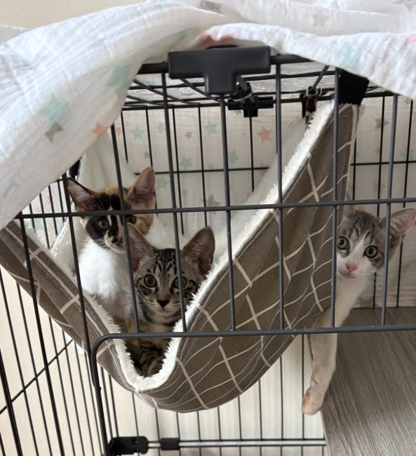 よもぎ