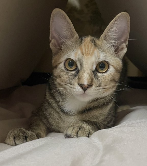 こむぎ