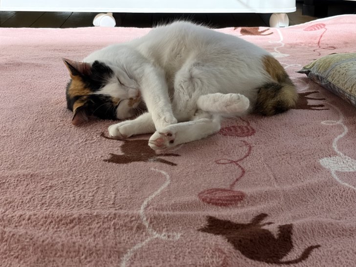 ここ