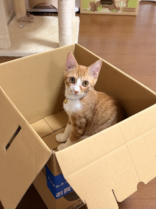 きなこ