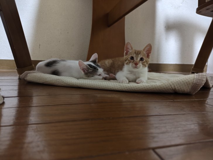 風太