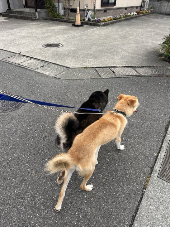 マツリ