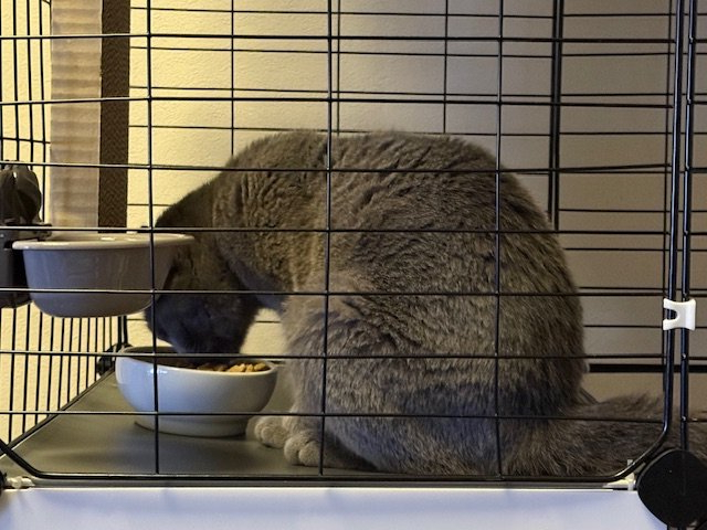 碧（あお）ちゃん