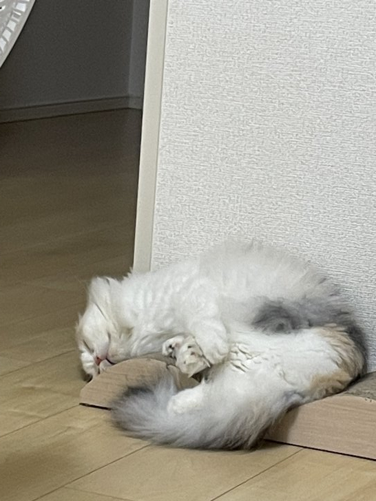 汐ちゃん