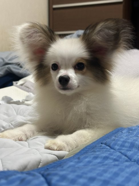 ヴァリー