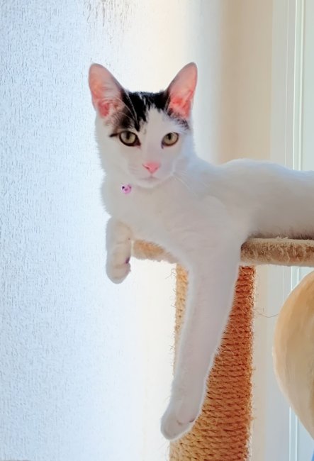 あの