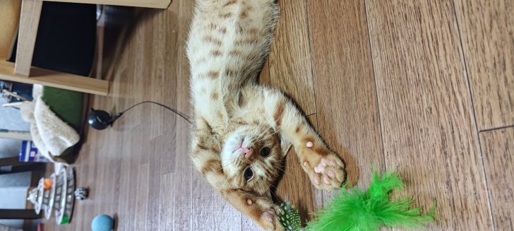 チャチャ