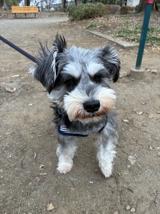 びびっこちゃん