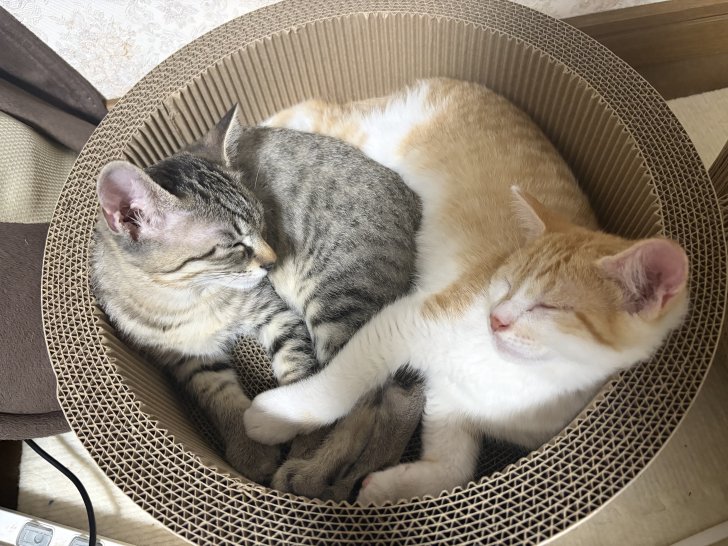 アオちゃん