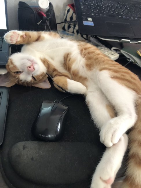 ハル