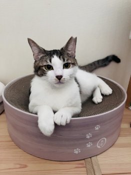ヤエコちゃん