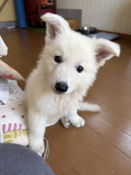 ルカくん