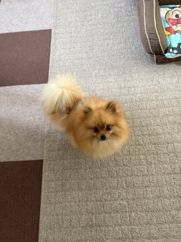 れおんくん