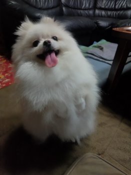 ポリーちゃん