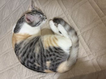 さんごちゃん