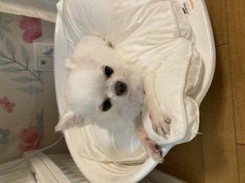 ぱぴこちゃん