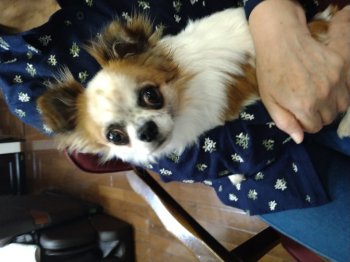 出夢くん
