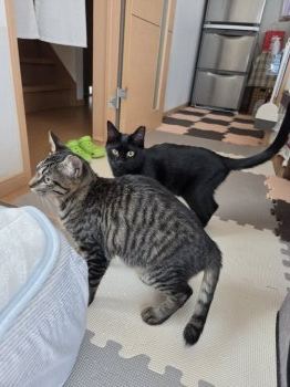 なのちゃんちゃん