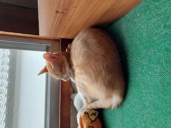 ぼんくん