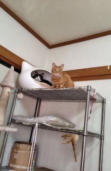 ラテくん