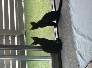 クリフ　　　ブッシュくん
