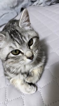 おぼろくんくん