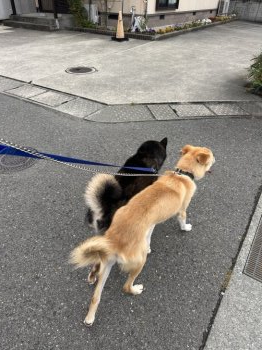 マツリちゃん