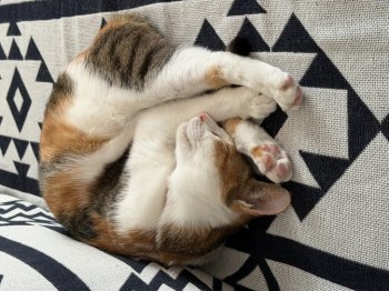 うにちゃん