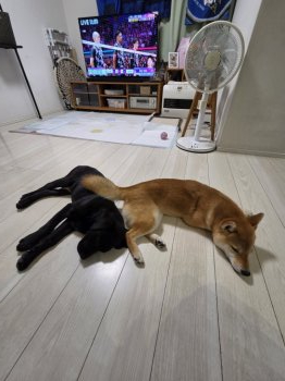 AOくん