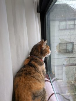 ウニちゃんちゃん