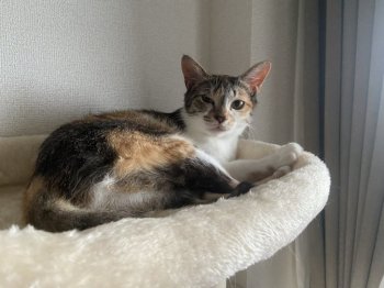 こうめちゃん