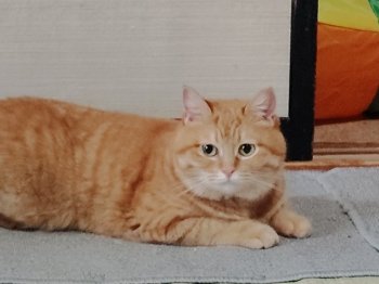 おかきちゃんちゃん