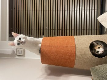 ミミちゃんちゃん