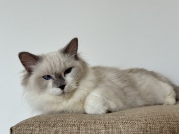 ふたばちゃん