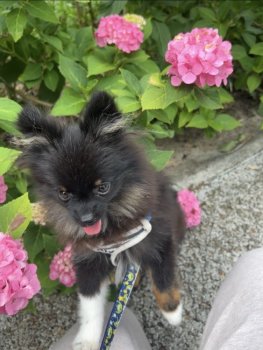 すすくん