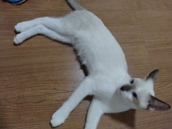 クゥーちゃん