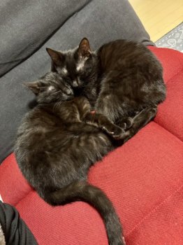 ぐりちゃんちゃん