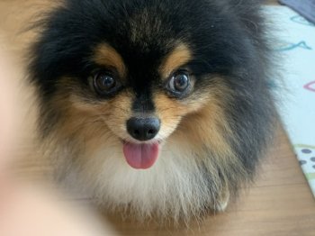 ショコラくん