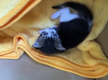 ふーちゃんちゃん