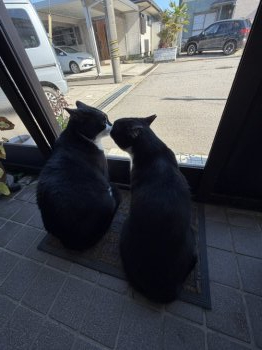 ハッチーくん