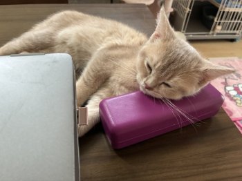 みるくちゃん
