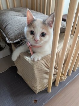 ルルちゃん